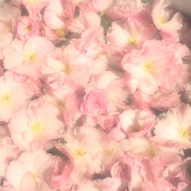 Pembe çiçekler kirazlı sakura arka plan. Çiçek duvarı. Yumuşak seçici odaklanma. Tatil kartpostalı. Pembe taç yaprakları ve sarı mamalar. Güzel arka plan. Bulanık sanat. Bahar kiraz çiçeği. Prunus serrulata