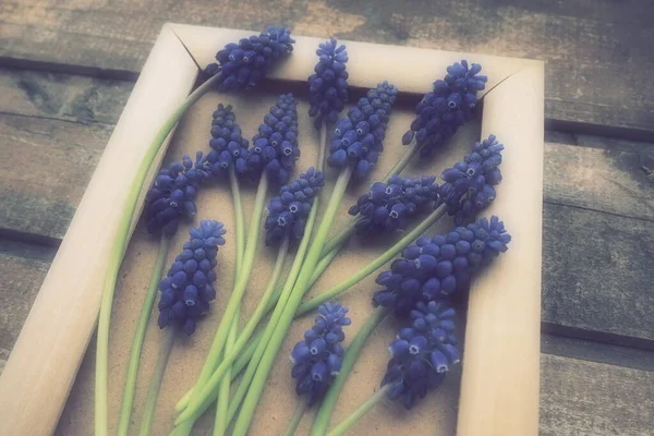 Ahşap çerçevede mavi bahar çiçekleri. Ahşap bir arka planda Muscari Ermeniacum. Parlak kartpostal, tebrikler. Kopyalama uzayı hala düz yaşam alanı. Retro vintage tarzı. Ermeni üzüm sümbülü