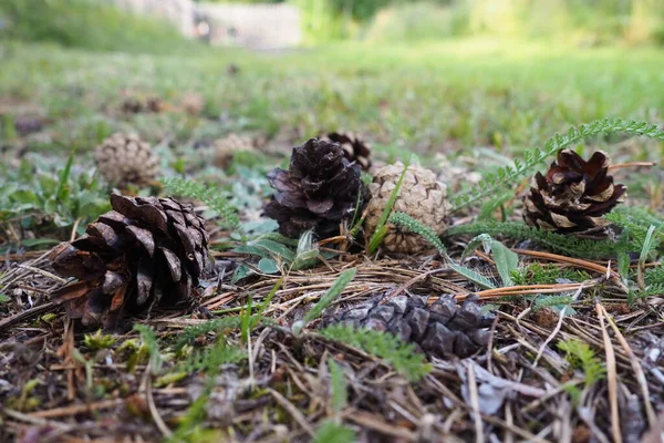 Pine Spruce Cones Lie Old Dried Foliage Pine Needles Close — Stock Photo, Image