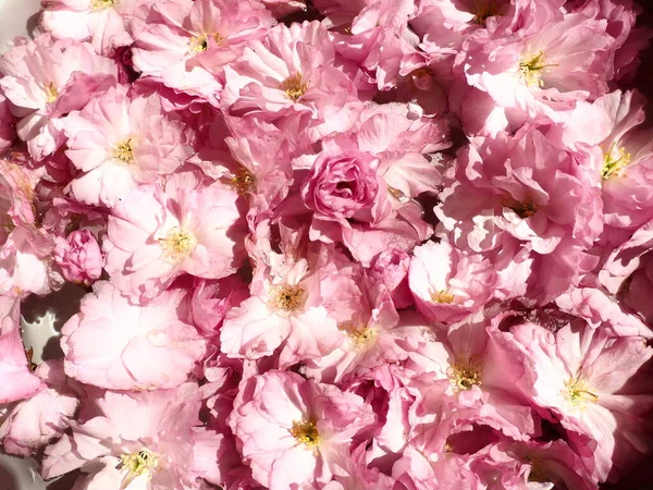 Pembe çiçekler kirazlı sakura arka plan. Çiçek duvarı. Yumuşak seçici odaklanma. Tatil kartpostalı. Pembe taç yaprakları ve sarı mamalar. Güzel arka plan. Yaprak sanatı. Bahar kiraz çiçeği. Prunus serrulata