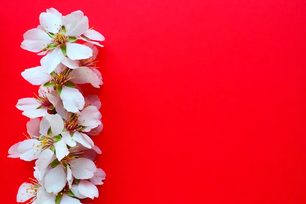 White flowers of bird cherry on a red background. Copy space for text. Bright card for the holiday or invitation. Spring time