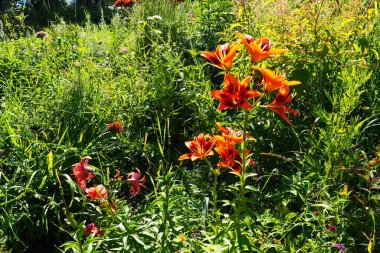 Hemerocallis aurantiaca is a genus of plants of the Lilaynikov family Asphodelaceae. Beautiful orange lily flowers with six petals. Long thin green leaves. Flowering and crop production as a hobby.