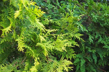 . Shaping the crown of thuja. Garden and park. Floriculture and horticulture. Landscaping of urban and rural areas. Yellow-green leaves and needles of coniferous plant.