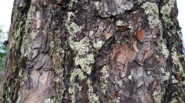 The cortex is a collection of tissues located outside the cambium. Tree bark. Pine trunk close-up with elements of moss and lichen. Taiga of Karelia