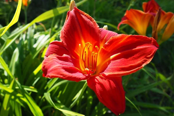 Hemerocallis hybrid Anzac is a genus of plants of the Lilaynikov family Asphodelaceae. Beautiful red lily flowers with six petals. Long thin green leaves. Flowering and crop production as a hobby.