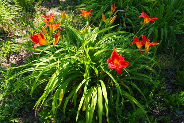 Hemerocallis Hybrid Anzac Род Растений Семейства Лилайниковых Asphodelaceae Красивые Красные — стоковое фото