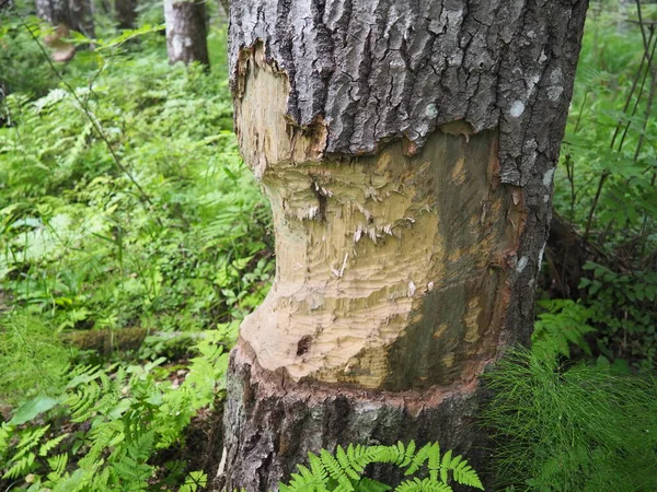 Tree Gnawed Beaver Damaged Bark Wood Work Beaver Construction Dam — Zdjęcie stockowe