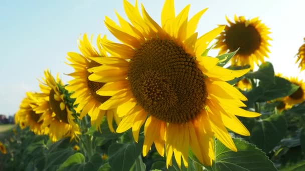 Agricultural Sunflowers Field Helianthus Sunflower Genus Plants Asteraceae Family Annual — Vídeo de Stock
