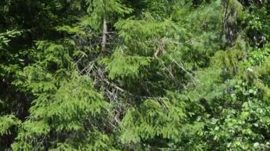 Picea spruce, a genus of coniferous evergreen trees in the pine family Pinaceae. Coniferous forest in Karelia. Spruce branches and needles. Spruce branches sway in a strong wind in sunny weather