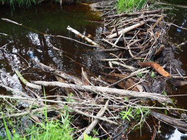 A beaver dam erected by beavers on a river or stream to protect against predators and to facilitate foraging during the winter. The dam materials are wood, branches, leaves, grass, silt, mud, stones.