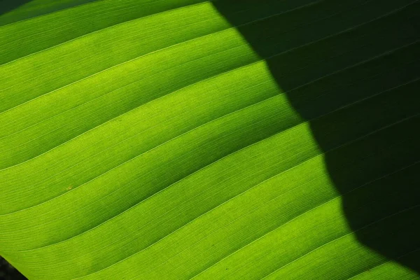 Banana Leaf Close Green Leaf Striped Surface Black Shadow Natural — Fotografia de Stock