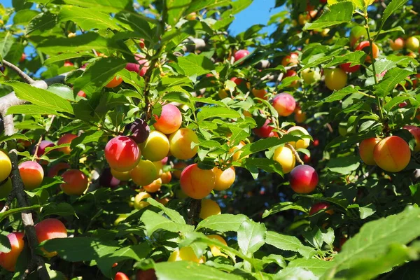 Prunus Cerasifera Species Plum Known Common Names Cherry Plum Myrobalan — ストック写真