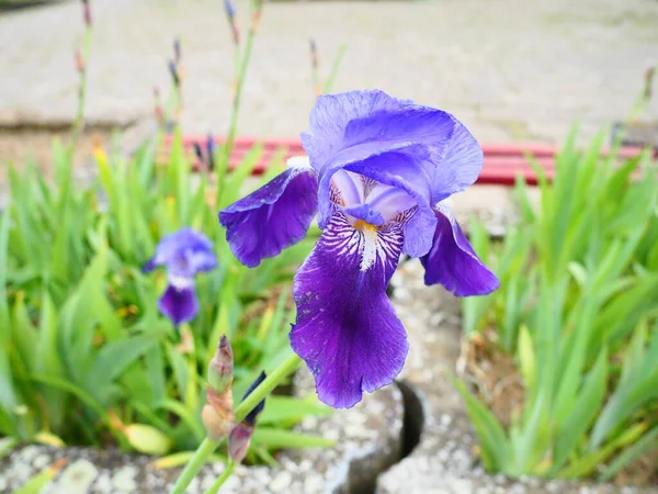 Flor Íris Íris Roxa Azul Família Iridaceae Belo Canteiro Flores — Fotografia de Stock