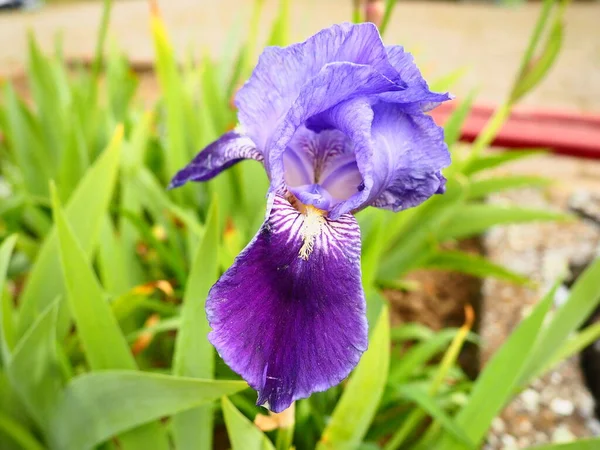 Iris flower. Purple, blue iris. Family Iridaceae. Beautiful city flower bed. Decoration of the garden, lawn, green area. Exquisite inverted flower petals. Floriculture as a hobby.