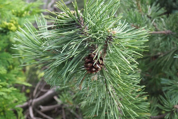 Pine Branches Golden Hour Evening Pinus Pine Genus Conifers Shrubs — Zdjęcie stockowe