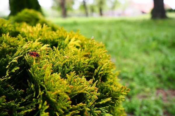 Çimlerde Doğranmış Haydut Tacı Şekillendirmek Bahçe Park Çiçekçilik Bahçıvanlık Kentsel — Stok fotoğraf