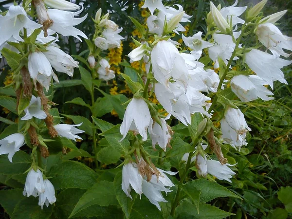 Campanula Latifolia Type Species Genus Bellflower Family Perennial Herbaceous Plant — Stockfoto