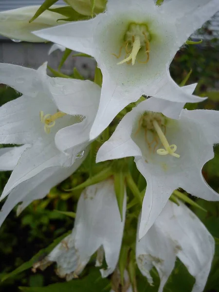 Campanula Latifolia Type Species Genus Bellflower Family Perennial Herbaceous Plant — Fotografia de Stock