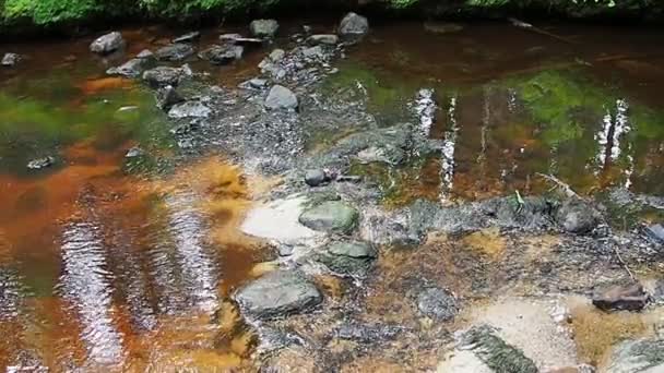 Rocky Forest Stream Orzega Karelia Ferruginous Brown Clear Water Water — Stockvideo