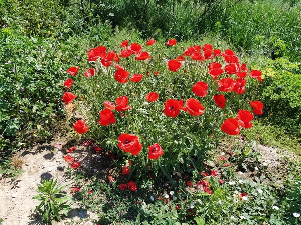 Bush Amapolas Rojas Salvajes Hermosas Flores Silvestres Fondo Borroso Campo — Foto de Stock