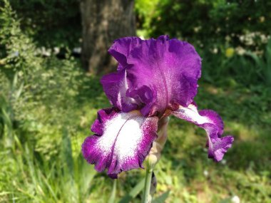 Ortası beyaz olan güzel mor bir göz. Kıvrımlı parlak çiçek yaprakları. Yeşil bulanık arkaplan. İris üretimi. Kocaman bir tomurcuk. İnce uzun yapraklar.