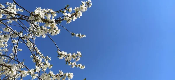 Flores Brancas Delicadas Uma Árvore Maçã Pomar Primavera Inteiro Exuberantes — Fotografia de Stock