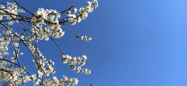 Delicati Fiori Bianchi Melo Frutteto Primaverile Intero Rigogliosi Fiori Bianchi — Foto Stock