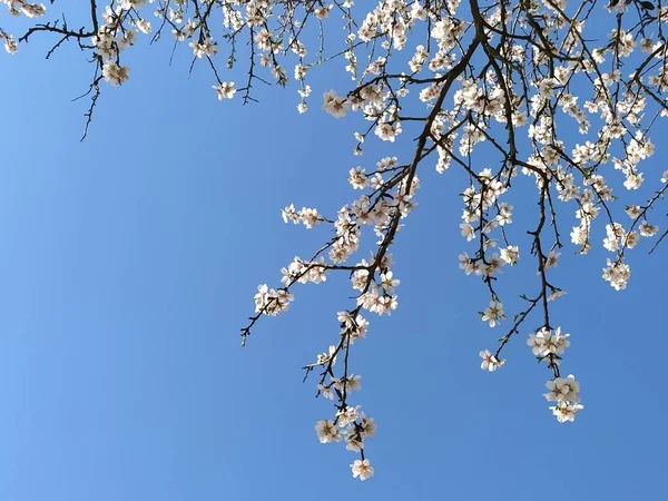 苹果树上精致的白花 春天的果园全开在繁茂的白花中 雄蕊和雄蕊是可见的 春天在花园里 有冻僵的危险 日本稀树草原 — 图库照片