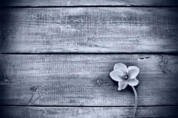 Fiore Ciclamino Fondo Legno Nero Fiore Con Cinque Petali Spazio — Foto Stock