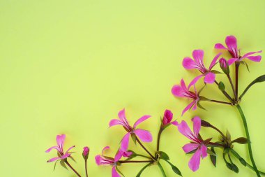 inflorescence of ivy geranium on a yellow background. Beautiful inflorescence of pink ivy geranium in the bottom right corner. Copy space for text. Postcard for March 8, Valentines Day, Mothers Day