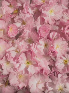 Pembe çiçekler kirazlı sakura arka plan. Çiçek duvarı. Yumuşak seçici odaklanma. Tatil kartpostalı. Pembe taç yaprakları ve sarı mamalar. Güzel arka plan. Yaprak sanatı. Bahar kiraz çiçeği. Prunus serrulata