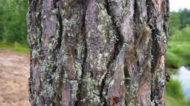The cortex is a collection of tissues located outside the cambium. Tree bark. Pine trunk close-up with elements of moss and lichen. Taiga of Karelia