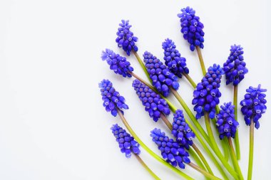 Blue spring flowers on a white background. Muscari armeniacum on a white background. Bright postcard, congratulations. Copy space still life flat lay. Armenian grape hyacinth