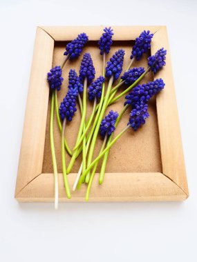 Blue spring flowers on a white background. Muscari armeniacum. Bright postcard, congratulations. Copy space still life flat lay. Armenian grape hyacinth. Photo frame made of cardboard and wood.