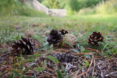 Çam kozalakları ya da ladin kozalakları kurumuş yaprakların ve çam iğnelerinin üzerinde yatar. Yakın plan. Kozalaklı bir ormandaki orman yolu. Arka planda yeşil ağaçlar. Ekoloji ve orman koruma teması.