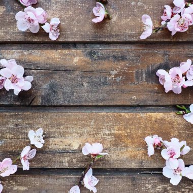 Elma ağacının pembe çiçekleri ya da tahta tahtaların üzerinde şeftali ağacı. Hassas şişme yüzler daire şeklinde dizilmiş. Yumuşak odaklanma. Bahar teması, tatil, spa, güzellik, ev içi. Uzayı düz olarak kopyala. Durgun hayat