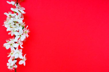 Kırmızı arka planda beyaz kuş kirazı çiçekleri. Uzayı metin için kopyala. Bayram ya da davetiye için parlak kart. Bahar geldi.