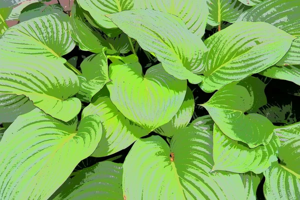 Hosta Een Geslacht Uit Grassenfamilie Liliaceae Grote Hosta Bladeren Floricultuur — Stockfoto