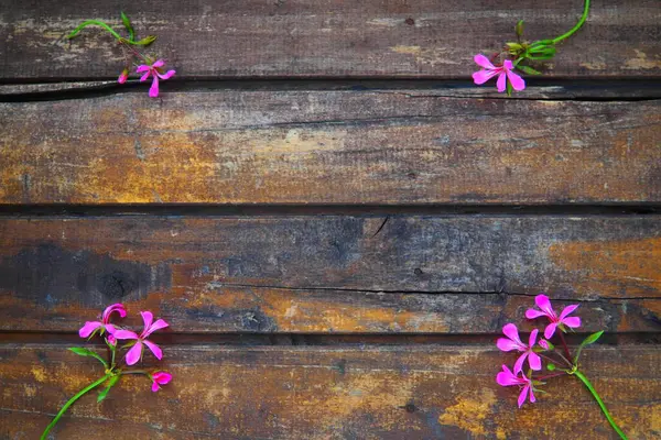 Inflorescence Pink Ivy Geranium Wooden Background Four Beautiful Inflorescence Pink — Stockfoto