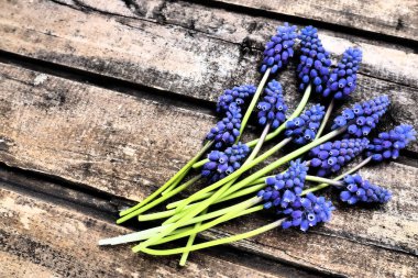 Ahşap arka planda mavi bahar çiçekleri. Ahşap bir arka planda Muscari Ermeniacum. Parlak kartpostal, tebrikler. Kopyalama uzayı hala düz yaşam alanı. Esmer eski ahşap. Ermeni üzüm sümbülü