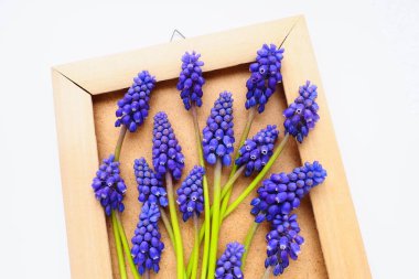 Blue spring flowers on a white background. Muscari armeniacum. Bright postcard, congratulations. Copy space still life flat lay. Armenian grape hyacinth. Photo frame made of cardboard and wood.