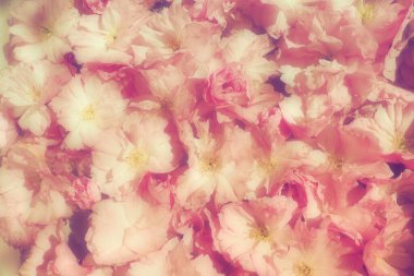 Pembe çiçekler kirazlı sakura arka plan. Çiçek duvarı. Yumuşak seçici odaklanma. Tatil kartpostalı. Pembe taç yaprakları ve sarı mamalar. Güzel arka plan. Bulanık sanat. Bahar kiraz çiçeği. Prunus serrulata