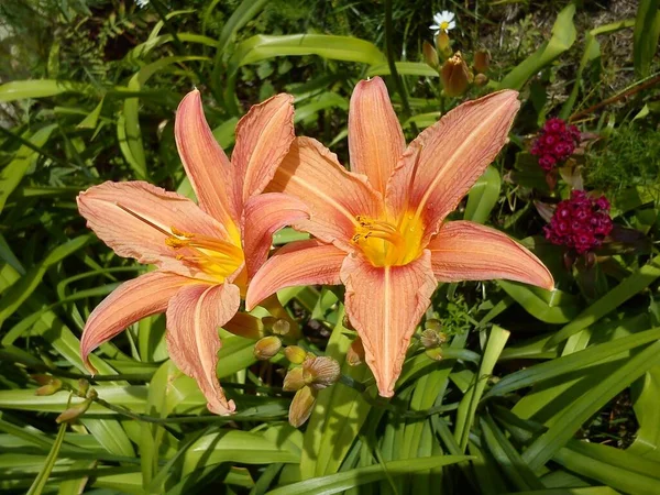 Hemerocallis lilenik is a genus of plants of the Lilaynikov family Asphodelaceae. Beautiful orange lily flowers with six petals. Long thin green leaves. Flowering and crop production as a hobby