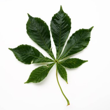 Beyaz arka planda kestane yaprağı. Yapraklar büyük, 7 - palmat, zıt, uzun minyonlu. At kestanesi, meşe palamudu, esculus Aesculus Sapindaceae familyasından bir bitki cinsi.