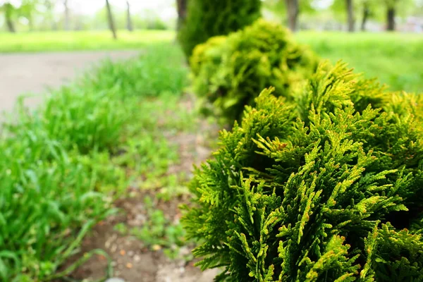 Sheared Thuja Lawn Shaping Crown Thuja Garden Park Floriculture Horticulture — Stockfoto