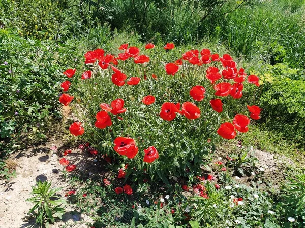 Bush Amapolas Rojas Salvajes Hermosas Flores Silvestres Fondo Borroso Campo — Foto de Stock