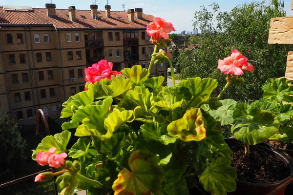 Rosafarbene Zonen Geranien Auf Der Fensterbank Pelargonium Peltatum Ist Eine — Stockfoto