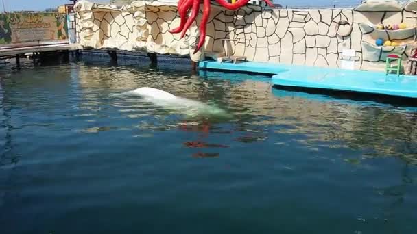 Anapa Rusia Junio 2022 Ballena Beluga Nada Juega Agua Inscripción — Vídeo de stock