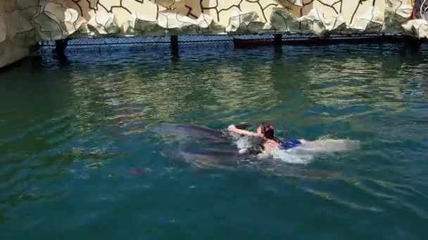ロシアのアナパ2022年6月29日少女は2匹のイルカのフィンにしがみつき 水中で泳いでいます イルカと人間の相互作用 大勢の人が立っている — ストック動画