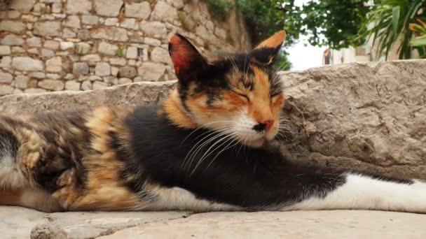 Dubrovnik Хорватія Серпня 2022 Триколорний Кіт Чорно Білим Хутром Спокійно — стокове відео